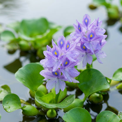 Blue Water Hyacinth Flower Seeds for Planting