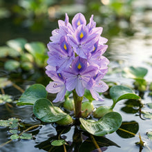 Blue Water Hyacinth Flower Seeds for Planting