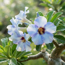 Blue and White Desert Rose Adenium Seeds for Planting
