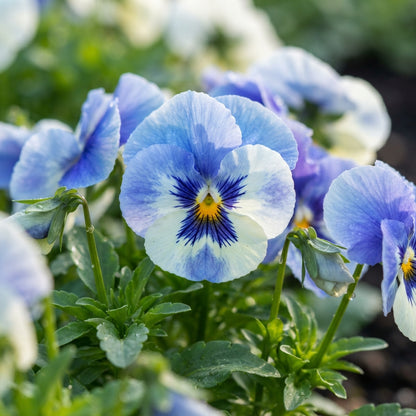 Blue and White Pansy Seeds for Planting