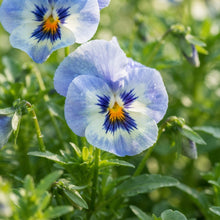 Blue and White Pansy Seeds for Planting