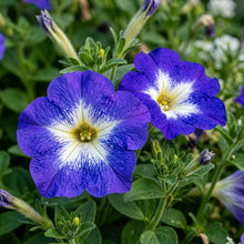 Nema Great Petunia Seeds - Blue & White Flower for Planting