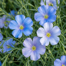 Linum Perenne Perennial Flax Flower Seeds