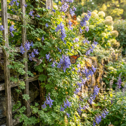 Tropaeolum azureum (Blue Climbing Nasturtium) Seeds for Planting