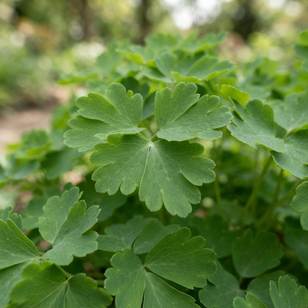 Aquilegia Clematiflora Blue Flower Seeds for Planting