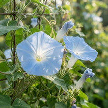 Ipomoea purpurea Dacapo Light Blue Flower Seeds for Planting