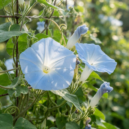 Ipomoea purpurea Dacapo Light Blue Flower Seeds for Planting