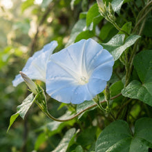 Ipomoea purpurea Dacapo Light Blue Flower Seeds for Planting
