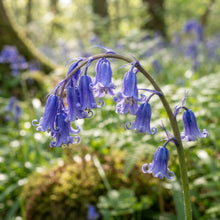 Bluebells (Hyacinthoides non-scripta) Seeds for Planting