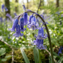 Bluebells (Hyacinthoides non-scripta) Seeds for Planting