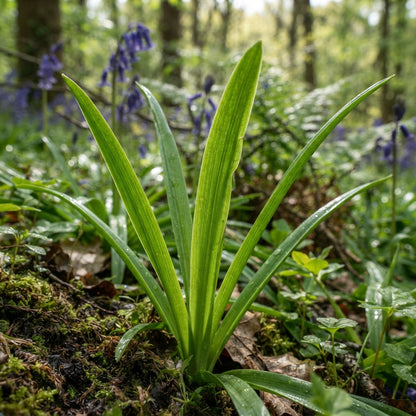 Bluebells (Hyacinthoides non-scripta) Seeds for Planting