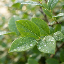 Northern Highbush Blueberry (Vaccinium) Seeds for Planting