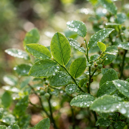Lowbush Wild Blueberry (Vaccinium angustifolium) Seeds for Planting