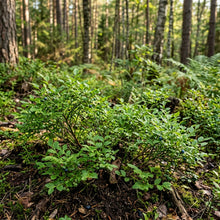 Lowbush Blueberry Seeds for Planting
