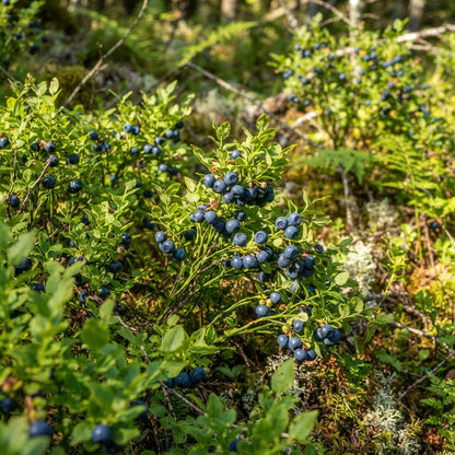 Lowbush Wild Blueberry (Vaccinium angustifolium) Seeds for Planting