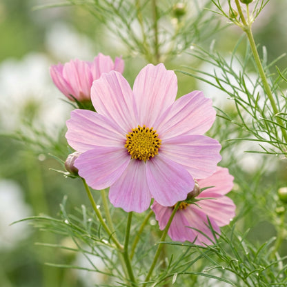 Blush Pink Cosmos Flower Seeds for Planting