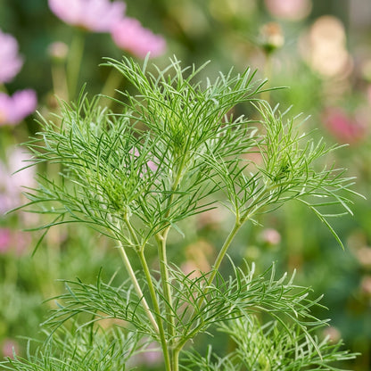 Blush Pink Cosmos Flower Seeds for Planting