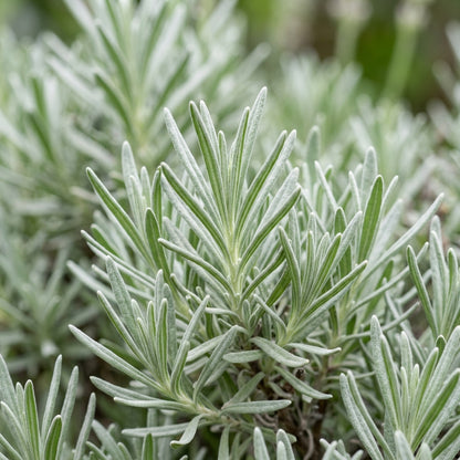 Blush Pink Lavender Seeds for Planting