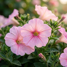 Blush Pink Petunia Seeds - Pink Petunia Flower Seeds for Garden