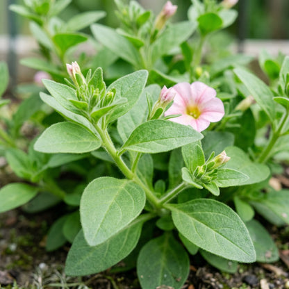 Blush Pink Petunia Seeds - Pink Petunia Flower Seeds for Garden