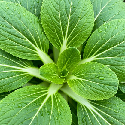Shanghai Green Bok Choy Seeds for Vegetable Garden Planting