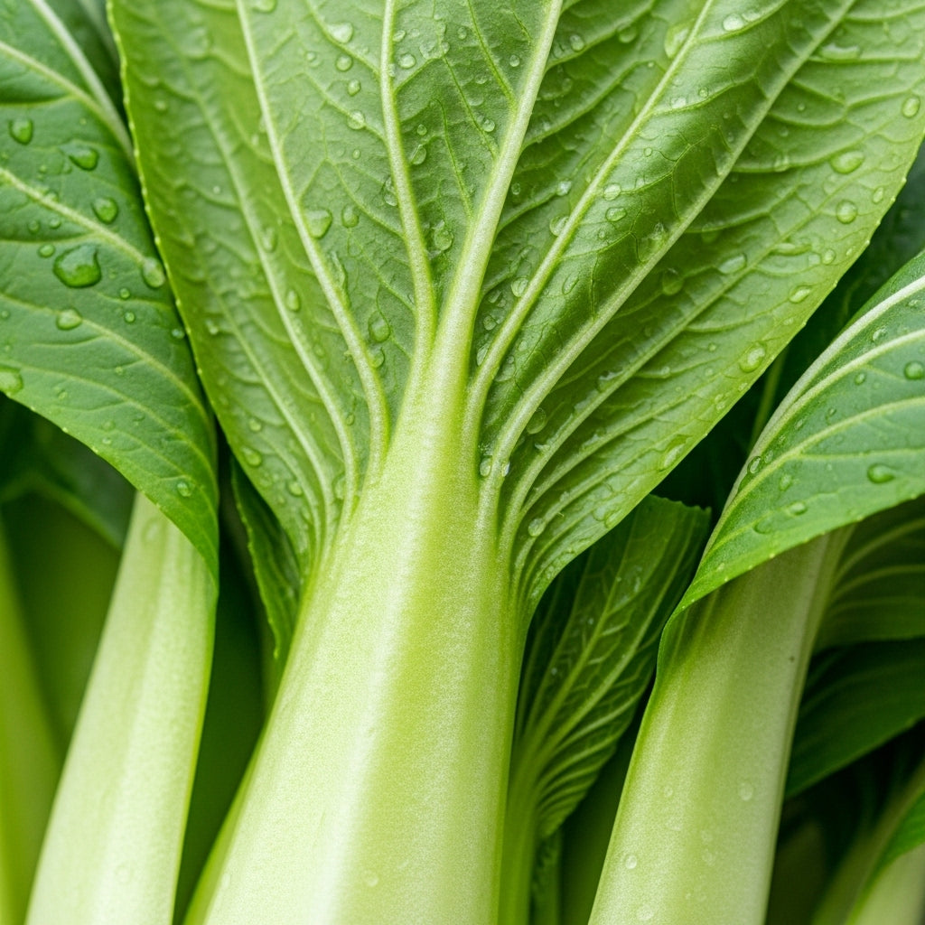 Shanghai Green Bok Choy Seeds for Vegetable Garden Planting