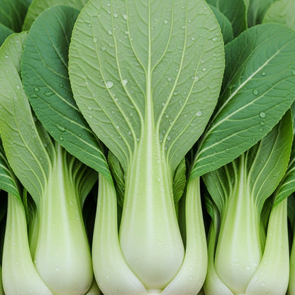 Shanghai Green Bok Choy Seeds for Vegetable Garden Planting
