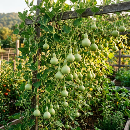 Tiny Bottle Gourd Seeds – Bottle Gourd Seeds for Home Garden