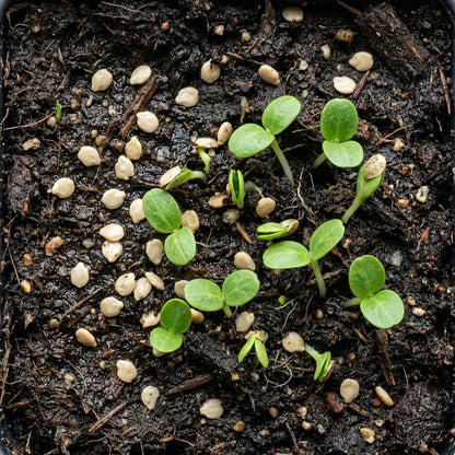 Tiny Bottle Gourd Seeds – Bottle Gourd Seeds for Home Garden