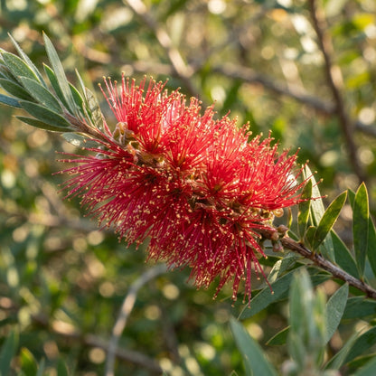 Albany Bottlebrush Wildflower Seeds for Planting