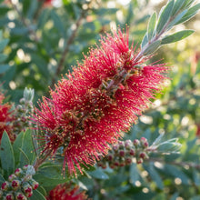 Albany Bottlebrush Wildflower Seeds for Planting
