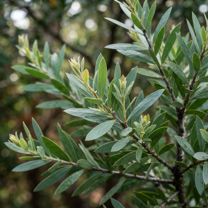 Albany Bottlebrush Wildflower Seeds for Planting