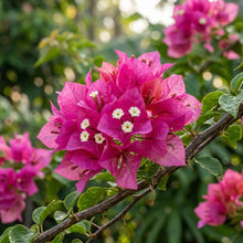 Bougainvillea spectabilis Flower Seeds for Planting