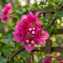 Bougainvillea spectabilis Flower Seeds for Planting