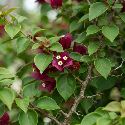 Maroon Bougainvillea Seeds for Planting