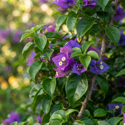 Blue and Purple Bougainvillea Seeds for Planting