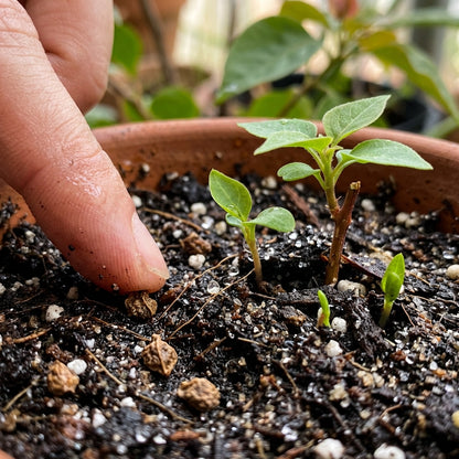 Bougainvillea spectabilis Flower Seeds for Planting