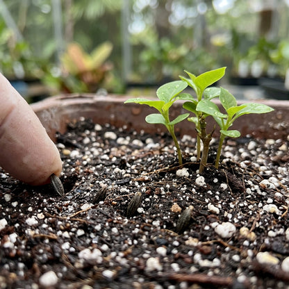 Mixed Color Bougainvillea Flower Seeds for Planting