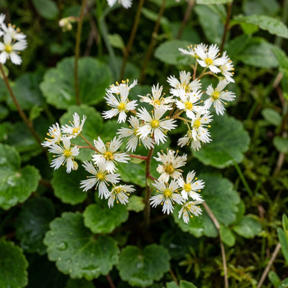 Boykinia Jamesii Flower Seeds