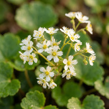 Boykinia Jamesii Flower Seeds