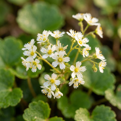 Boykinia Jamesii Flower Seeds