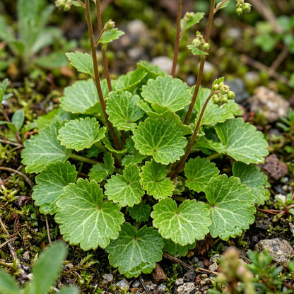 Boykinia Jamesii Flower Seeds