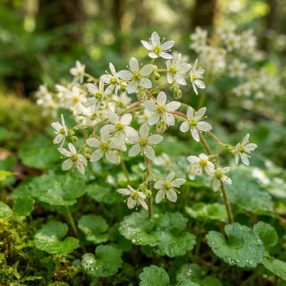 Boykinia Occidentalis Seeds for Garden Planting