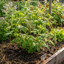 Boysenberry Seeds for Planting