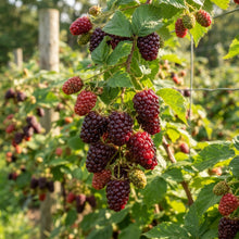 Boysenberry Seeds for Planting