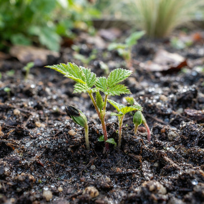 Boysenberry Seeds for Planting