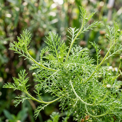 Brachycome Iberidifolia Mixed Seeds – Blue Daisy Mix
