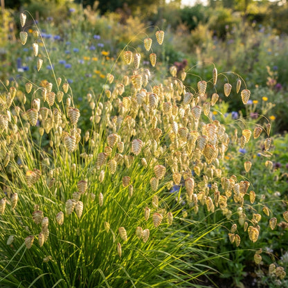 Briza Maxima Quaking Grass Seeds for Planting