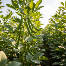 Broad Bean Bunyards Seeds for Home Vegetable Garden Planting