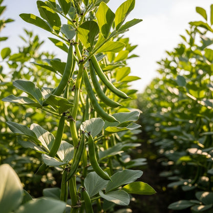 Broad Bean Bunyards Seeds for Home Vegetable Garden Planting